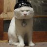 pussycat's avatar