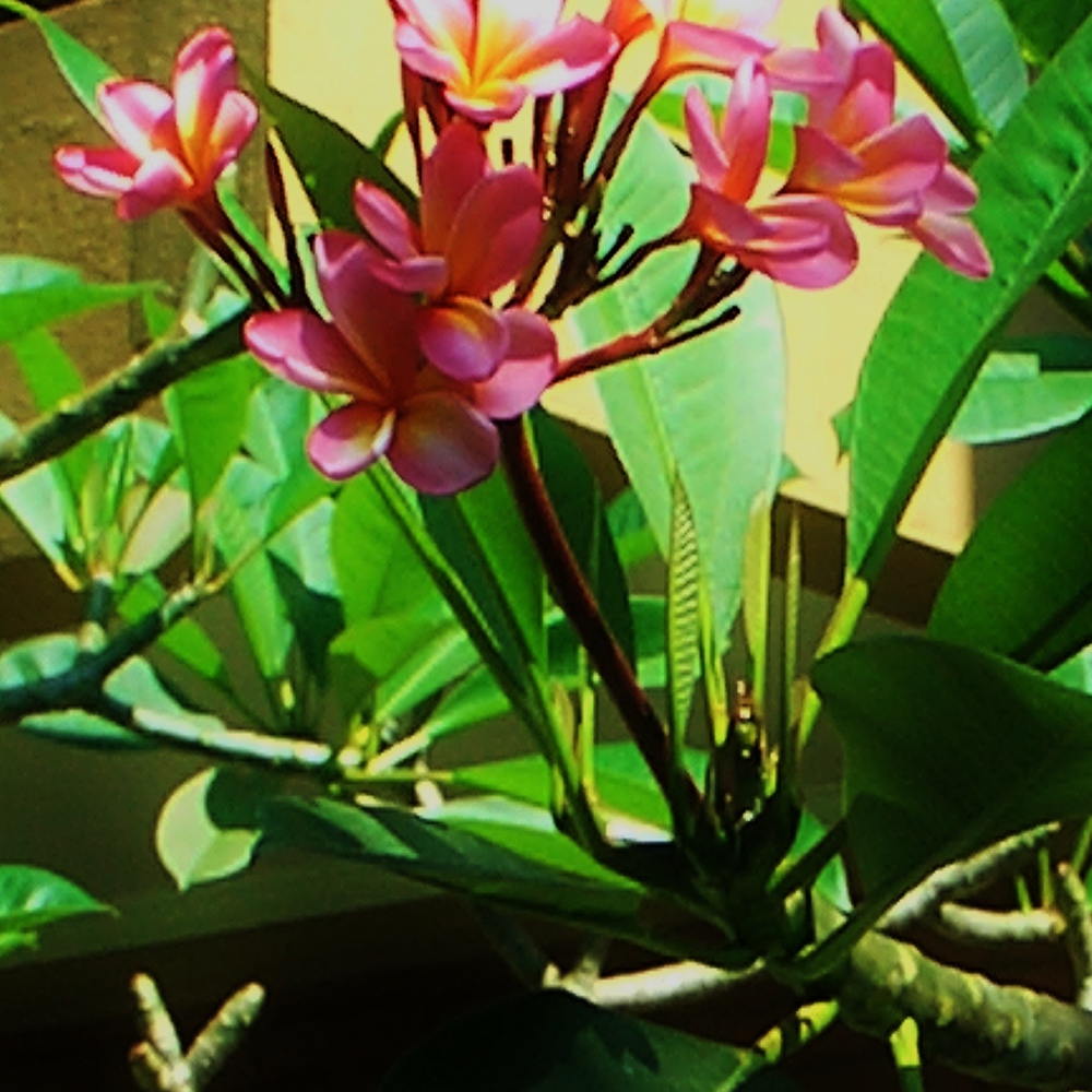 pinkfrangipani's avatar