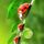 ladybug's avatar