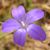 Bluebell-1's avatar