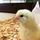 MintyChicken's avatar