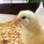 MintyChicken's avatar